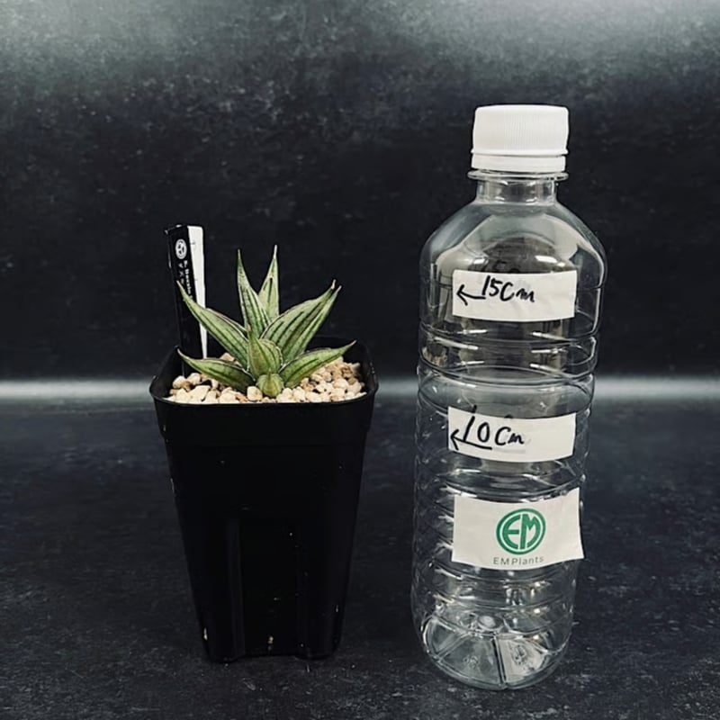 サンセベリア ダズル レイ 「Sansevieria Dazzle Ray」 SA387 |