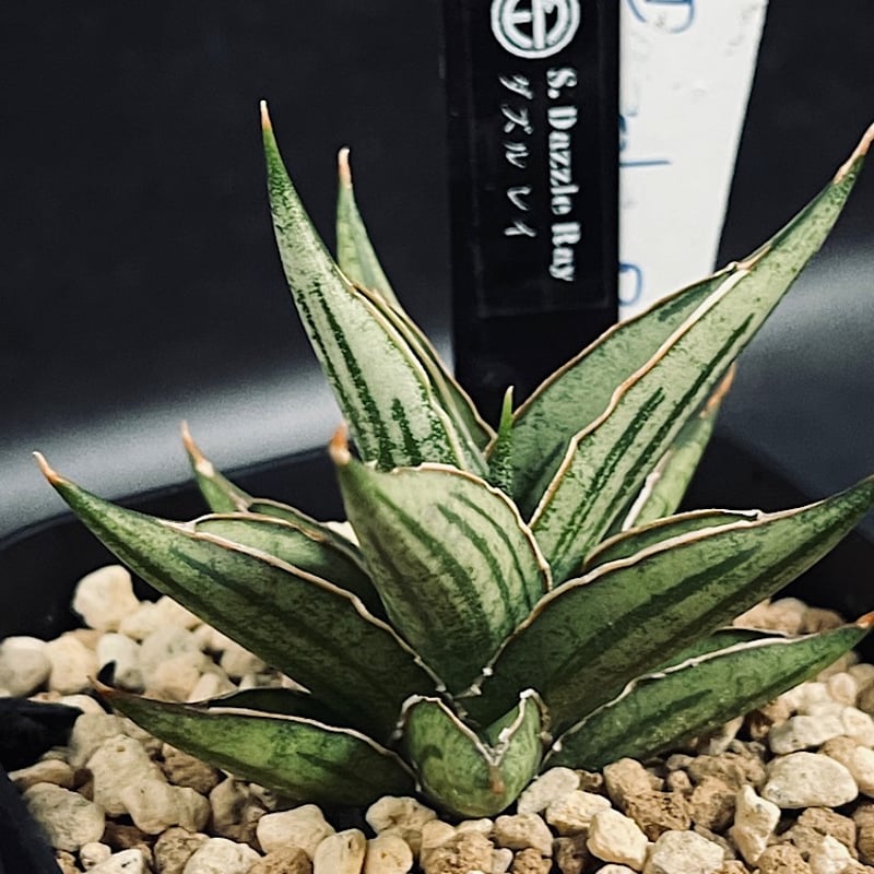 EMP サンセベリア Dazzle Ray ダズル レイ / SA387 サンセベリア ダズル レイ 「Sansevieria Dazzle Ray」 SA387 |