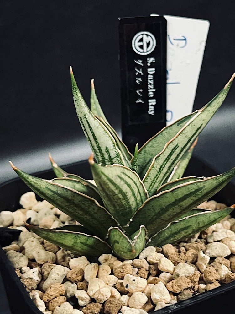 EMP サンセベリア Dazzle Ray ダズル レイ / SA387 サンセベリア ダズル レイ 「Sansevieria Dazzle Ray」 SA387 |