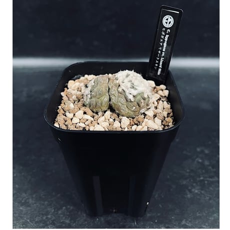コピアポア ヒポガエア リザードスキン ２頭  「Copiapoa hypogaea Lizard Skin」 　CT547