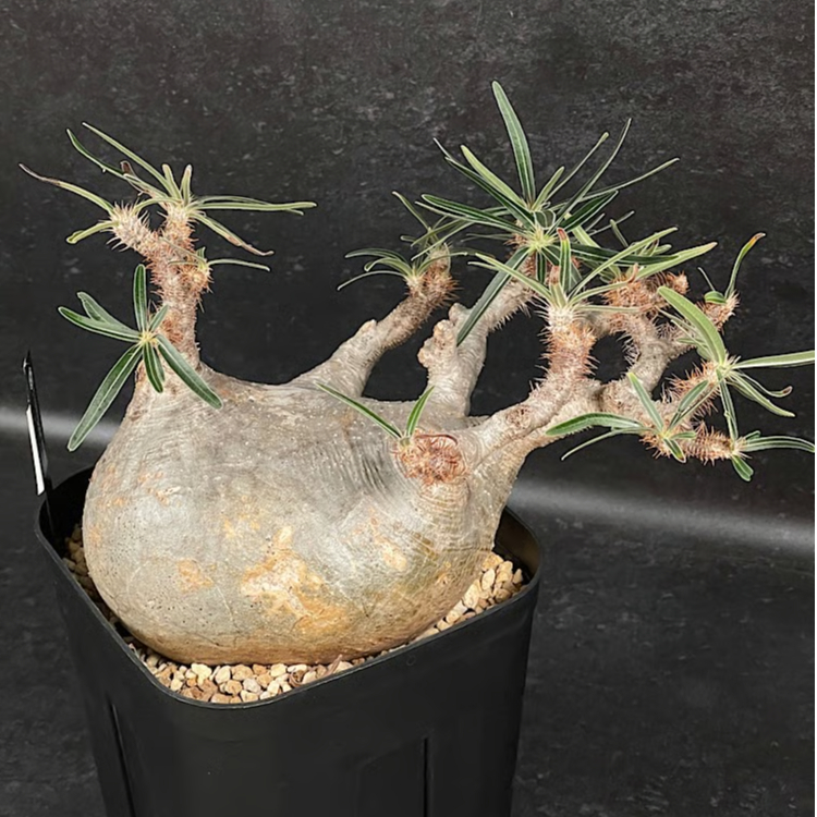 パキポディウム グラキリス 現地球 「Pachypodium rosulatum var. g