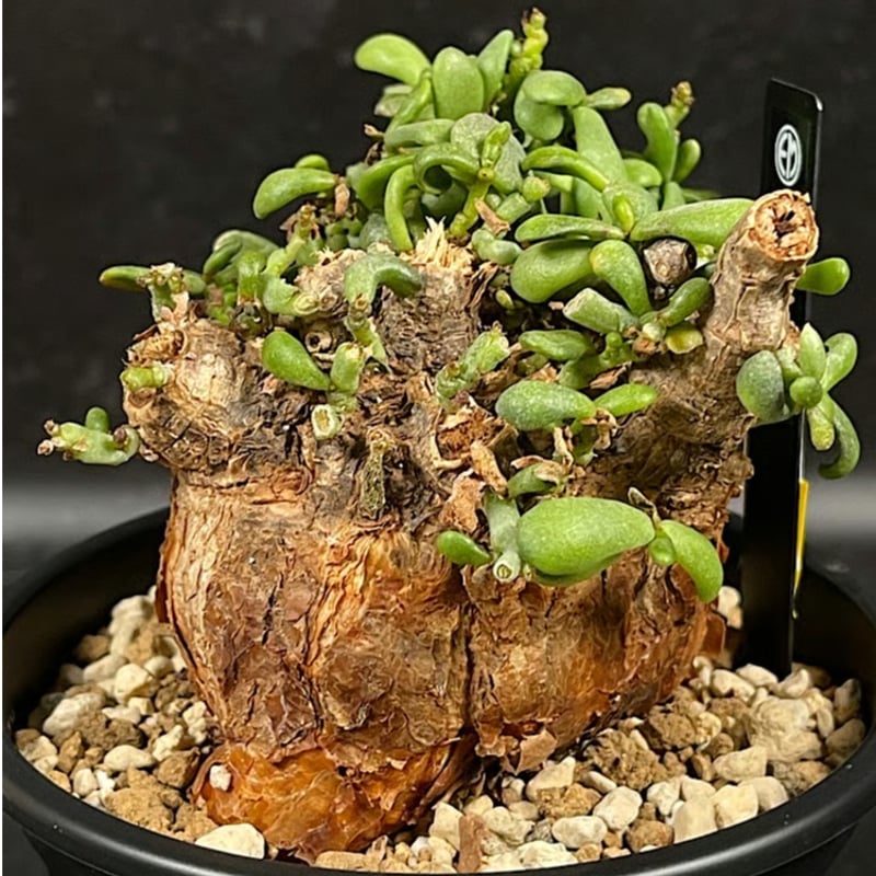 EMP ケラリア ピグマエア / CX161 3/30輸入 未発根大株 Ceraria