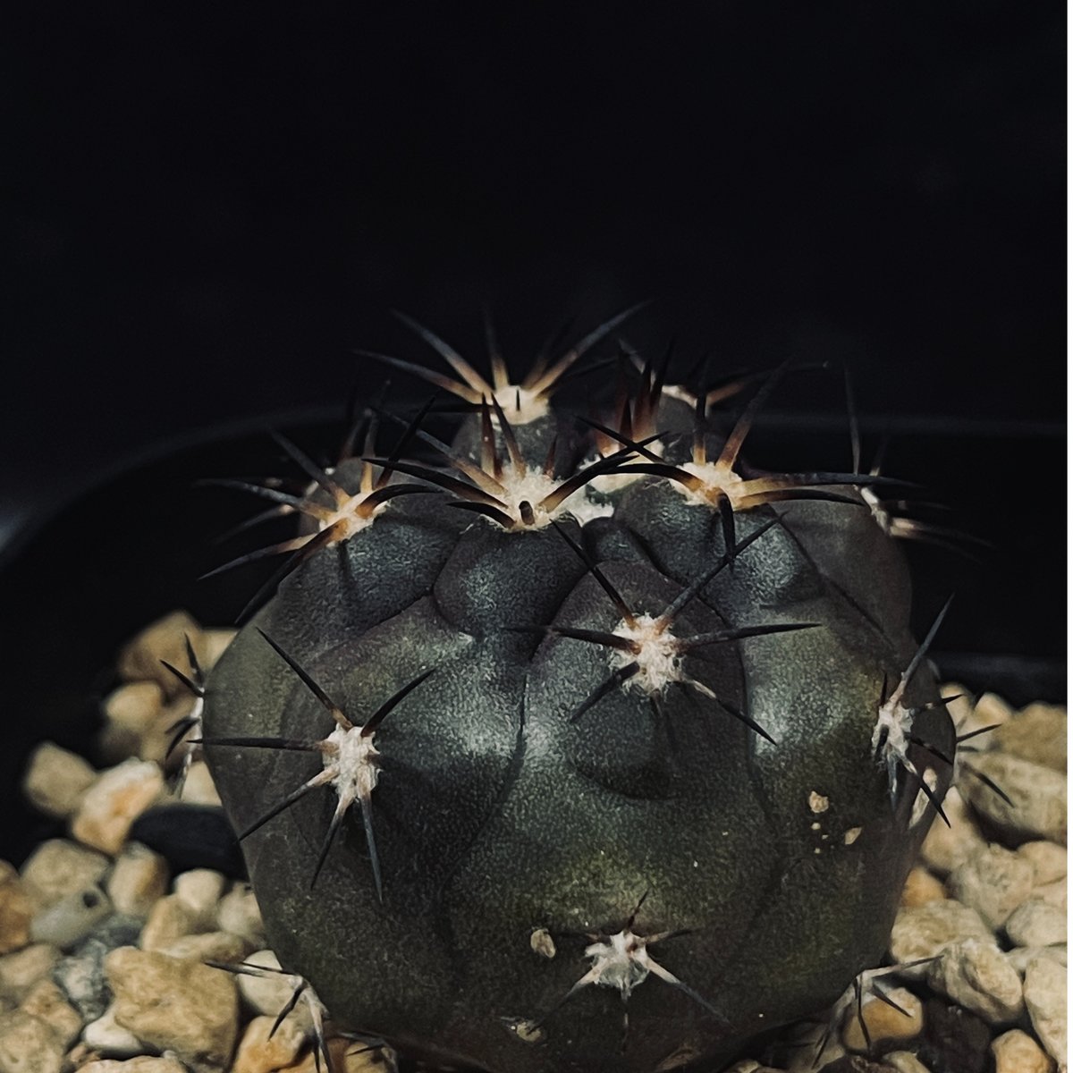 コピアポア デュラ 実生 「Copiapoa dura」CT38 | EM Plants On