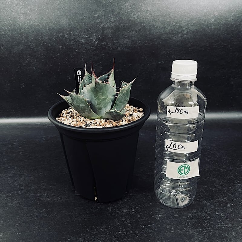 アガベ ハイブリッド パラサナ×エボリスピナ 輸入球「Agave