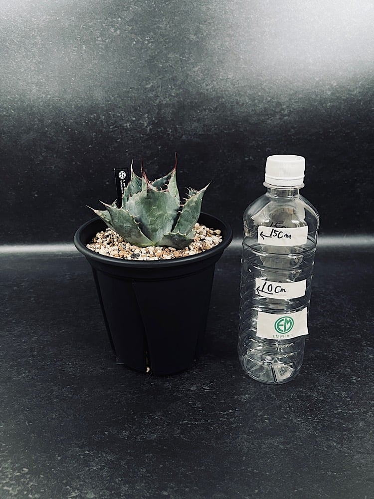 アガベ ハイブリッド パラサナ×エボリスピナ 輸入球「Agave