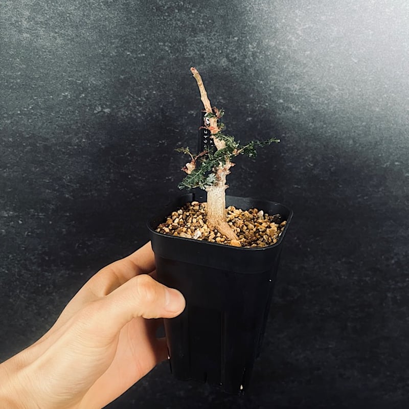 ボスウェリア ソコトラ×ナナ 実生「Boswellia socotrana×Nana」3