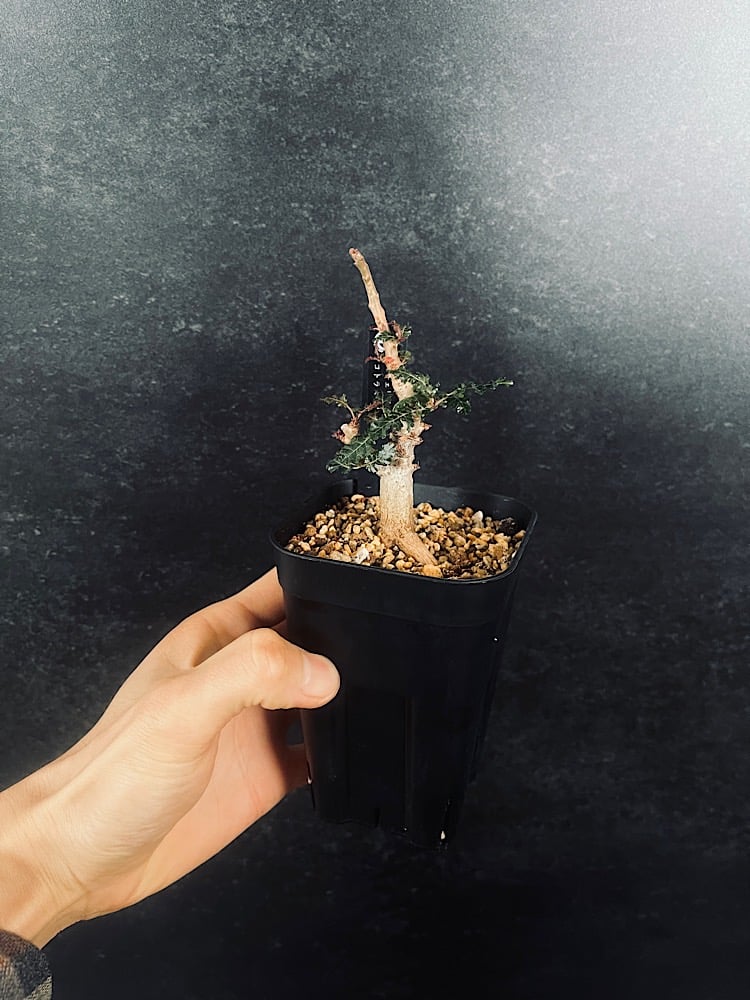 ボスウェリア ソコトラ×ナナ 実生「Boswellia socotrana×Nana」3/29