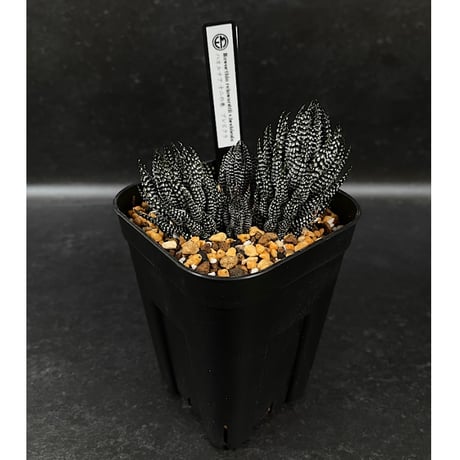 ハオルチア ⭐️闇の森⭐️ 極上品　美苗　美品　発根済み。 Yahoo!オークション -「ハオルチア 闇の森」(花、園芸) の落札