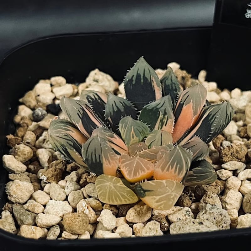 ハオルチア 赤斑オブツーサ 赤い鳥 HA305 | EM Plants Online Store