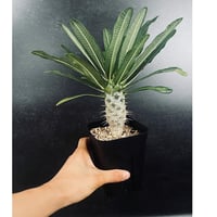 コピアポア　エスメラルダナ 4頭 Copiapoa Esmeralda 抜き苗 きのう投稿したエリオシケと下の名前が同じですが、こちらはコピアポア