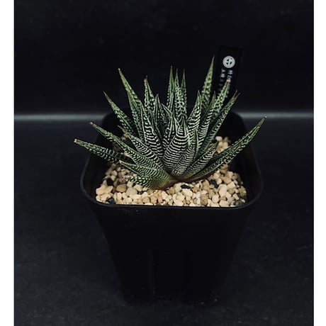 CATEGORY 硬葉 | EM Plants Online Store