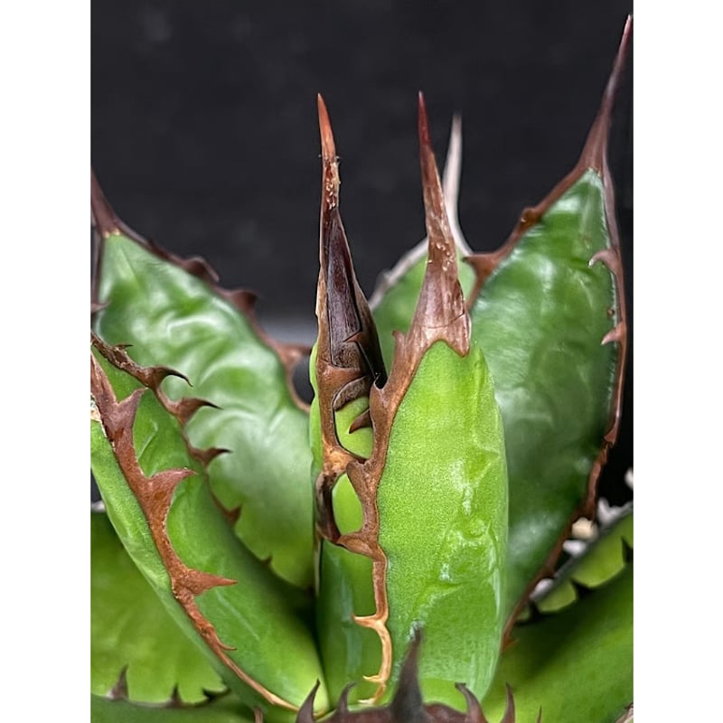 アガベ ホリダ 実生 短葉 選抜個体 「Agave Horida」 AG1-838 | EM