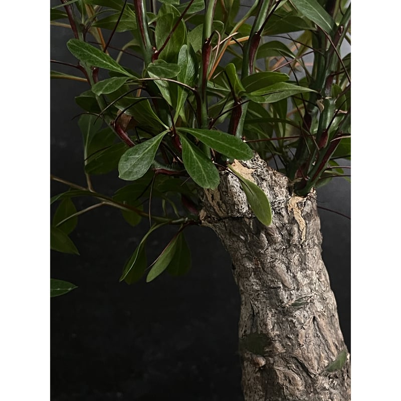 Fouquieria fasciculata フォークイエリア ファシクラータ Fouquieria fasciculata【フォークイエリア・ファシクラータ