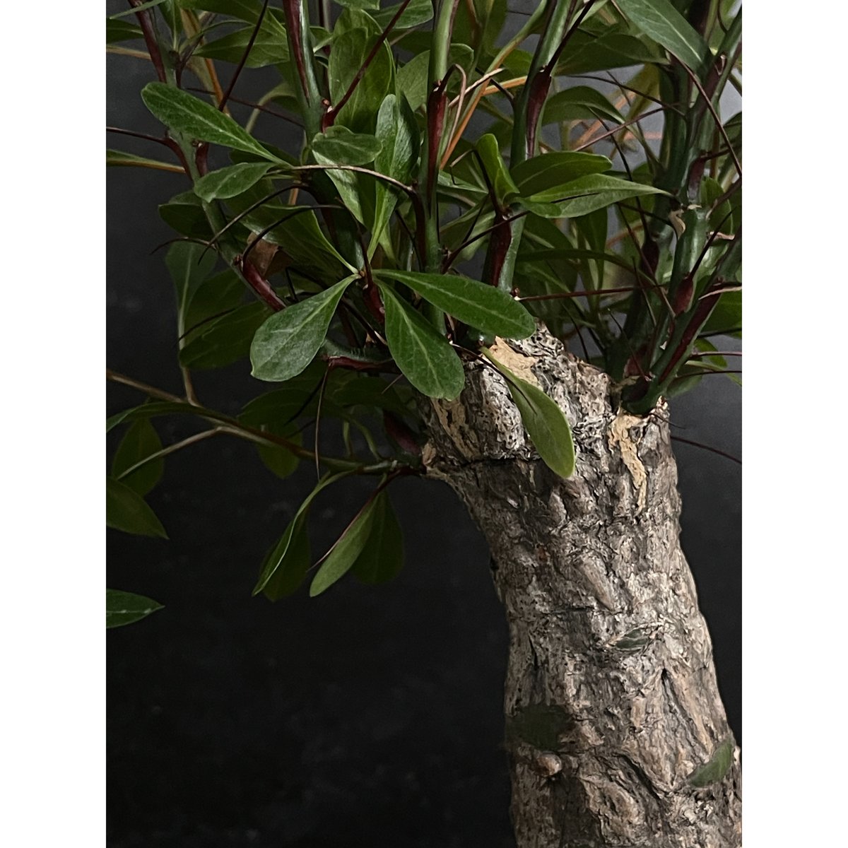 Fouquieria fasciculata フォークイエリア ファシクラータ Fouquieria fasciculata【フォークイエリア・ファシクラータ