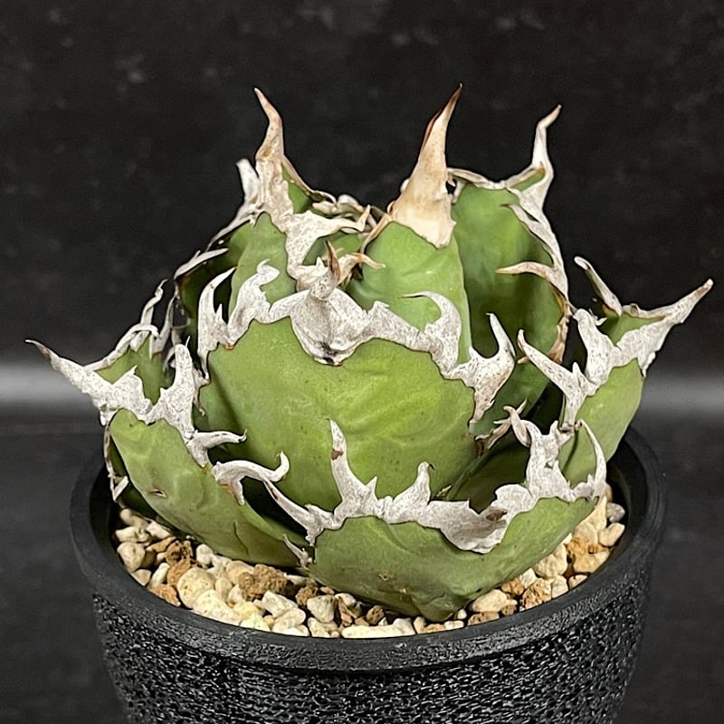 アガベ チタノタ スーパーシーザー + 3Dプリンタ鉢 「Agave titanota