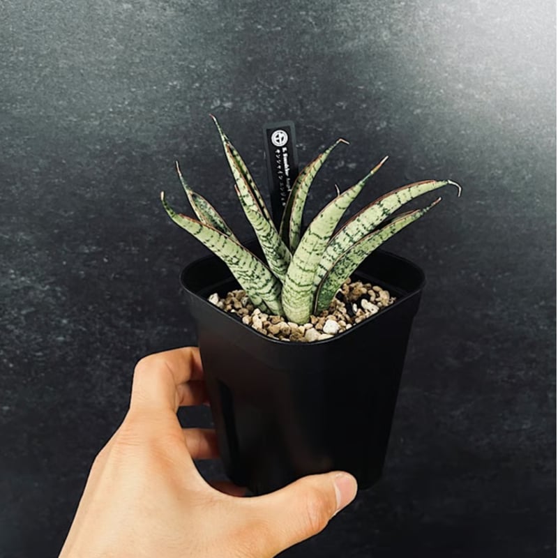 サンセベリア サンシャインエンジェル「Sansevieria Sunshine Angel」S