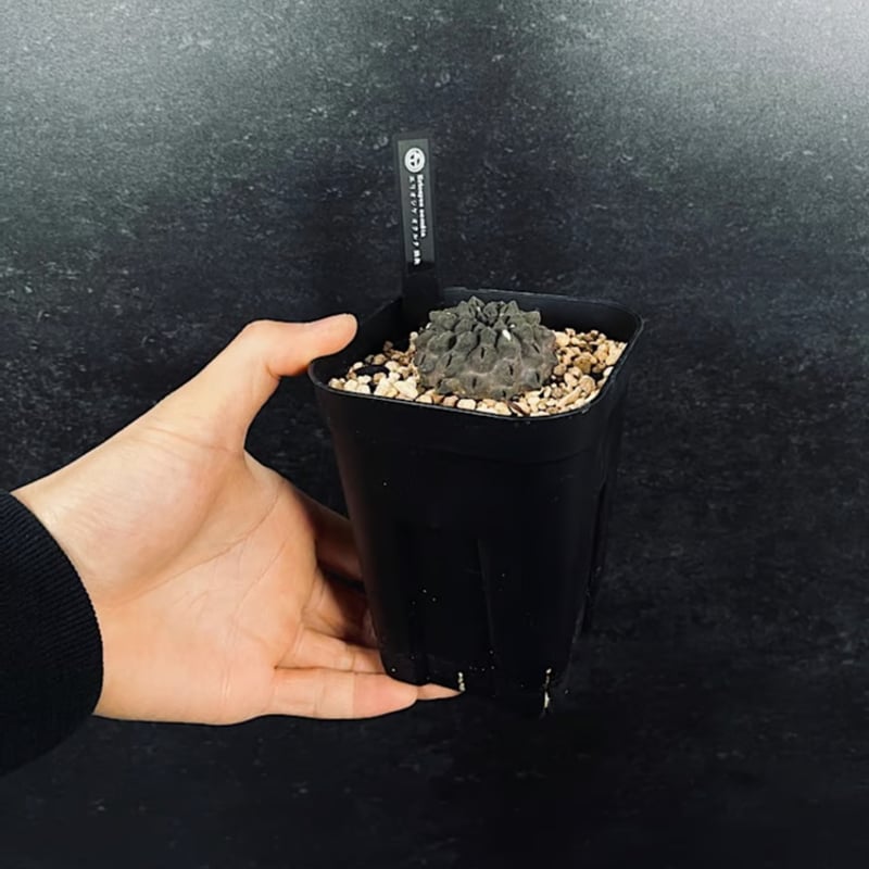 エリオシケ オクルタ 無棘 実生「Eriosyce occulta」CT175-1 | EM