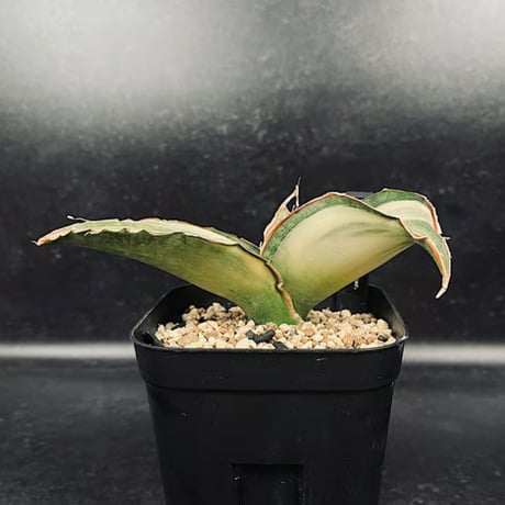 サンセベリア ES829 白斑 「Sansevieria ES829 White var.」  SA355