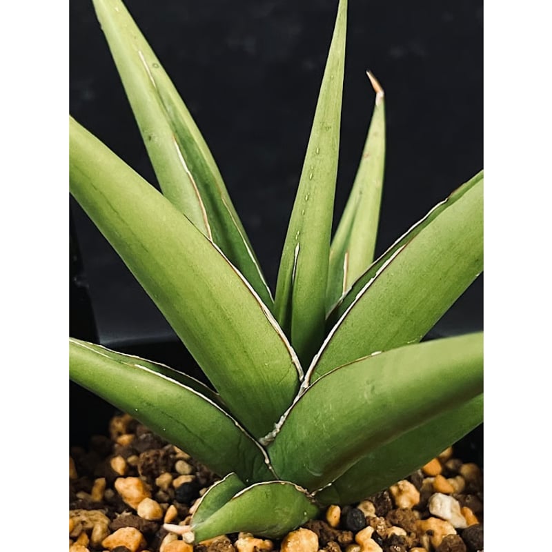 サンセベリア ランタ 「Sansevieria Lanta」SA98 | EM Plants