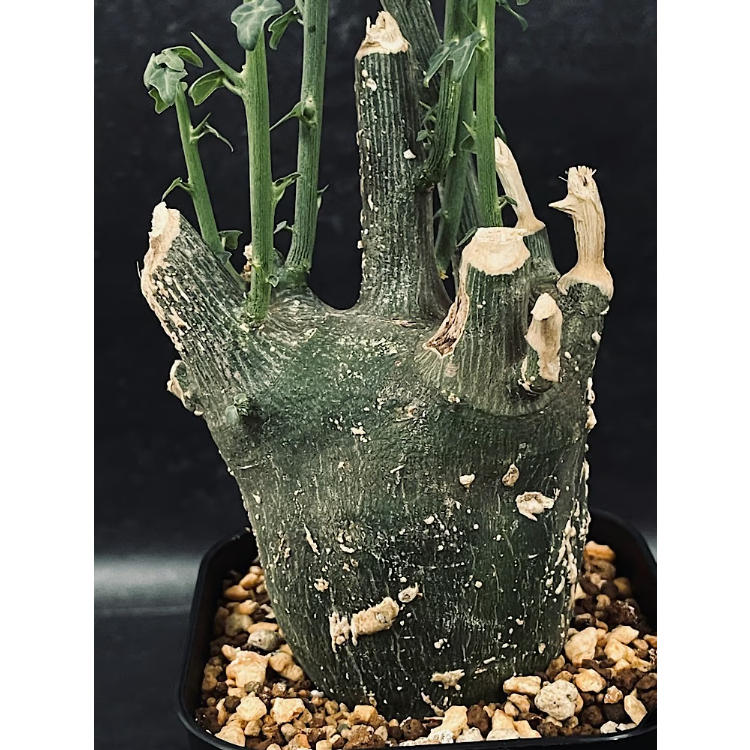 アデニア プセウドグロボーサ　現地球　Adenia pseudoglobosa アデニア プセウドグロボーサ M「Adenia pseudoglobosa」CX116-3