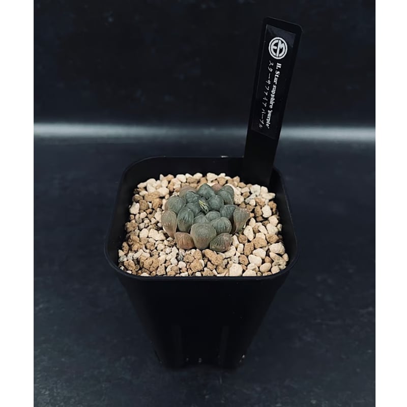 ハオルチア スターズフェアリー SP-480 かっこいい♪昔SP園芸さんで買った苗なんだけどスターズ