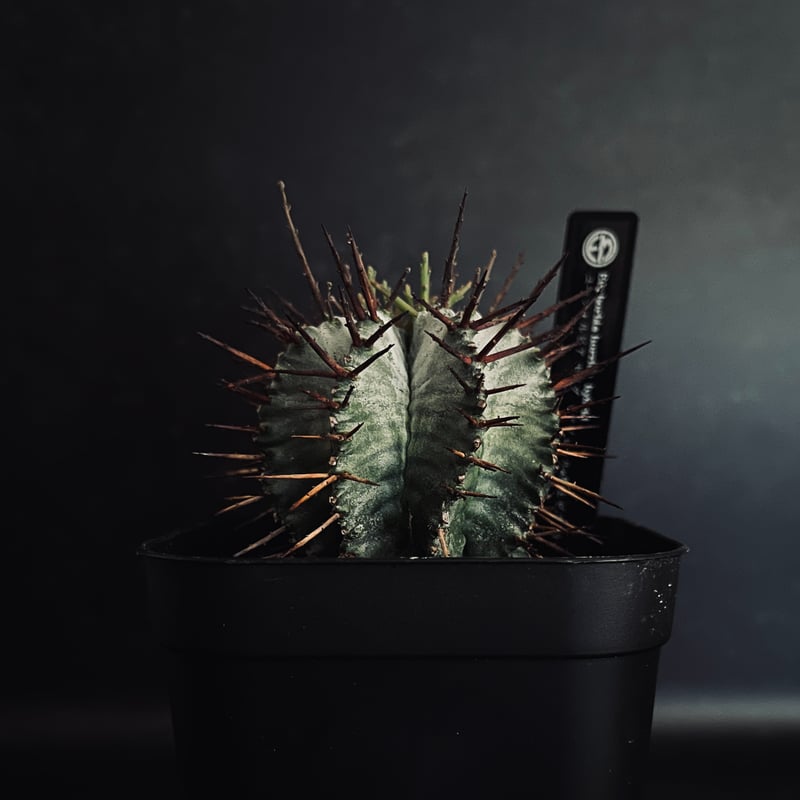 ユーフォルビア ホリダ （マジョール×関上）「Euphorbia horrida