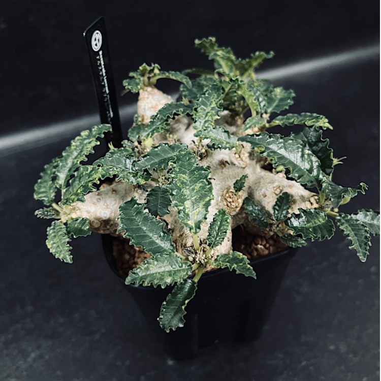 きめちゃん　ドルステニア　ラブラニー×ホルウッディODDROOTS管理株 きめちゃん ドルステニア ラブラニー×ホルウッディODDROOTS管理株 きめ