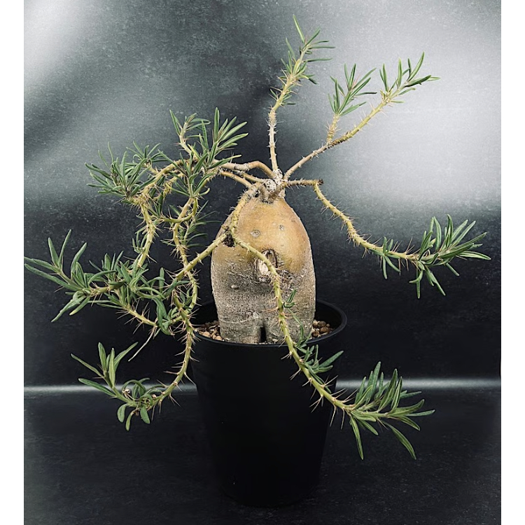 EMP パキポディウム サキュレンタム / Pa80 EMP パキポディウム サキュレンタム / Pa80 パキポディウム