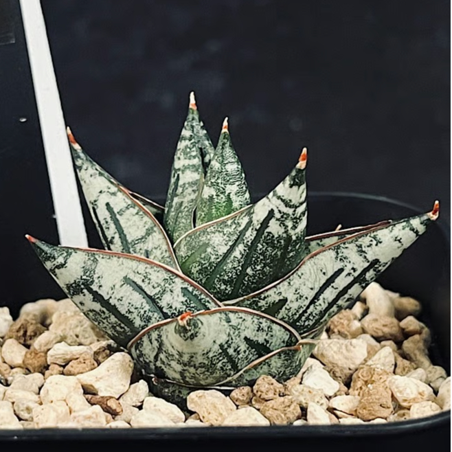 サンセベリア ニアパット ドワーフ 「Sansevieria Niaphat dwarf」 S