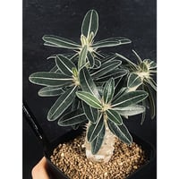 パキポディウム ロスラーツム カクチぺス 亜種 実生 「Pachypodium rosulatum var. cactipes subsp.」