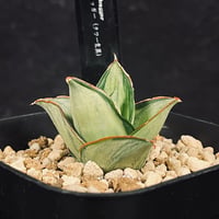 アデニウム スワジクム 「Adenium swazicum」 AD16-3 | EM Plan