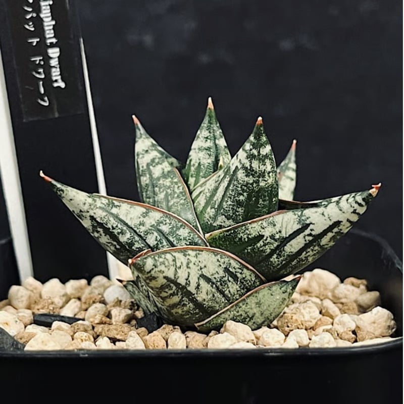 サンセベリア ニアパット ドワーフ 「Sansevieria Niaphat dwarf」 S
