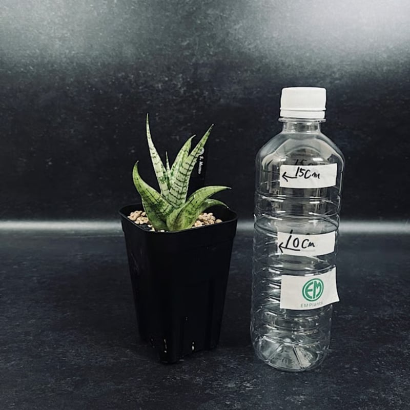 サンセベリア モモ 「Sansevieria Momo」 SA346 | EM Plants