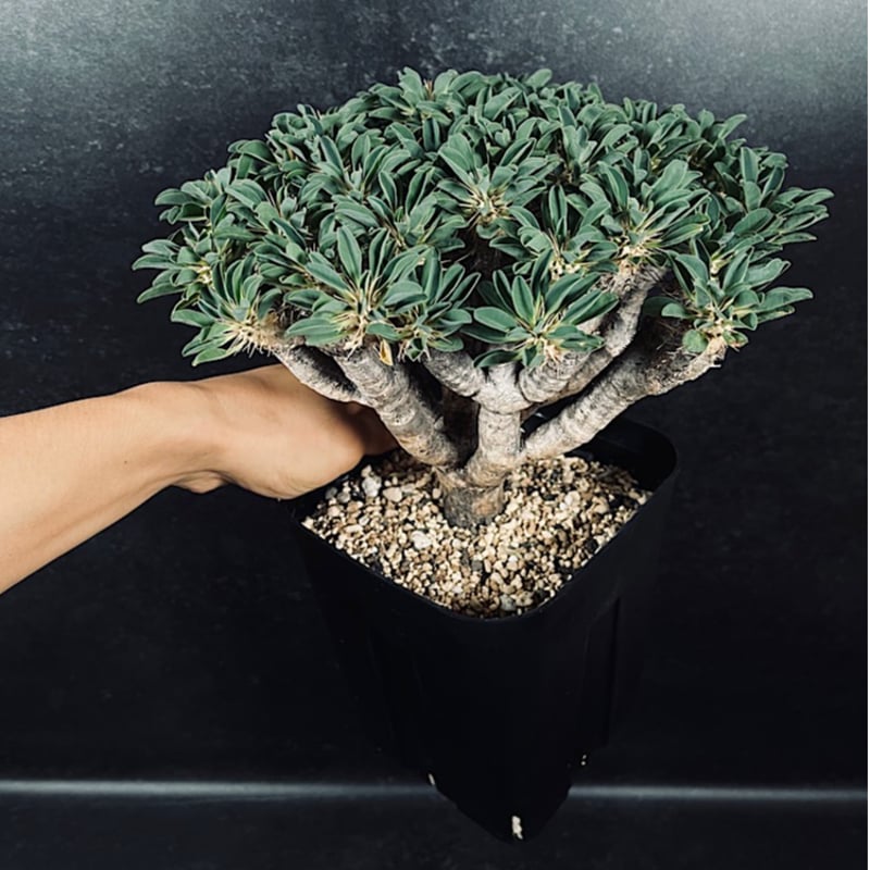 ユーフォルビア ギラウミニアナ「Euphorbia guillauminiana