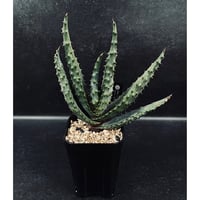 アデニウム スワジクム 「Adenium swazicum」 AD16-3 | EM Plan