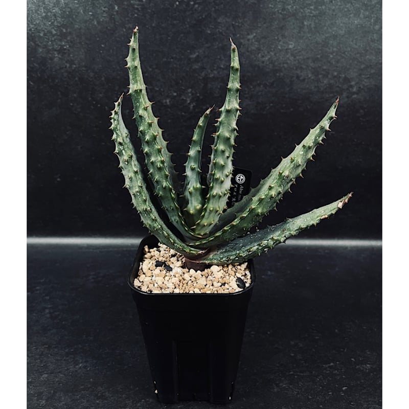 アロエ マルロシー 鬼切丸 「Aloe marlothii 」AL6-2 | EM Plant