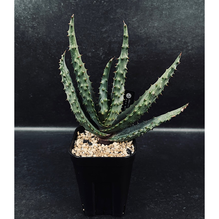 アロエ マルロシー 鬼切丸 「Aloe marlothii 」AL6-2 | EM Plant