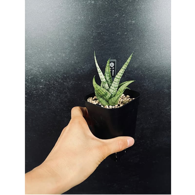 EMP サンセベリア MOMO モモ / SA347 サンセベリア モモ 「Sansevieria Momo」 SA346 | EM Plants