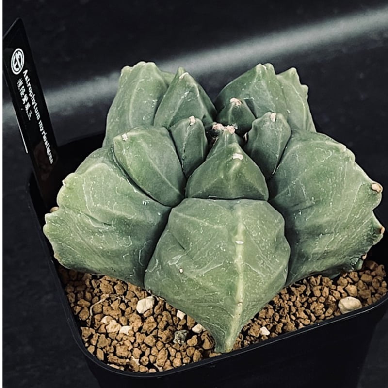 アストロフィツム 亀甲碧瑠璃鸞鳳玉 CT122-1 | EM Plants Online S