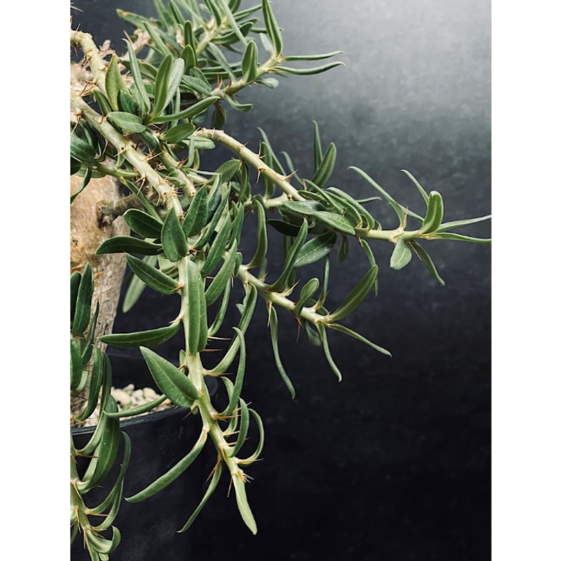 パキポディウム ビスピノーサム 現地球「Pachypodium bispinosum