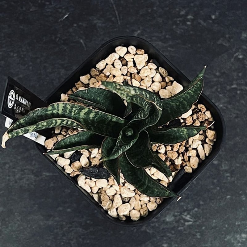 サンセベリア カミナリ 雷 「Sansevieria KAMINARI」 SA393 | E