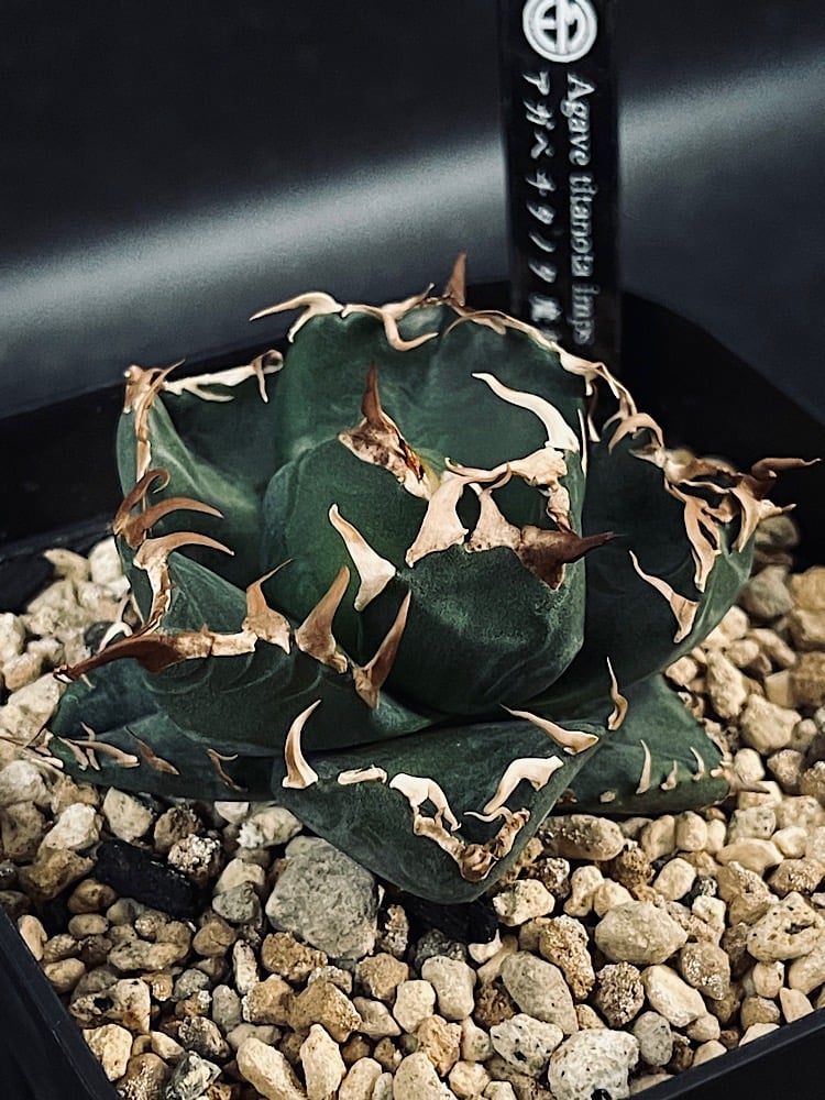 アガベ チタノタ 魔丸 '陽炎' 選抜個体「Agave titanota imps