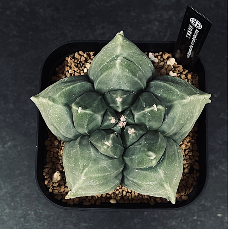 【古株亀甲鸞鳳】木質化激渋株 碧鸞鳳 鸞鳳 ヘキラン ランポー アストロフィツム Astrophytum myriostigma アストロフィツム 亀甲ヘキラン