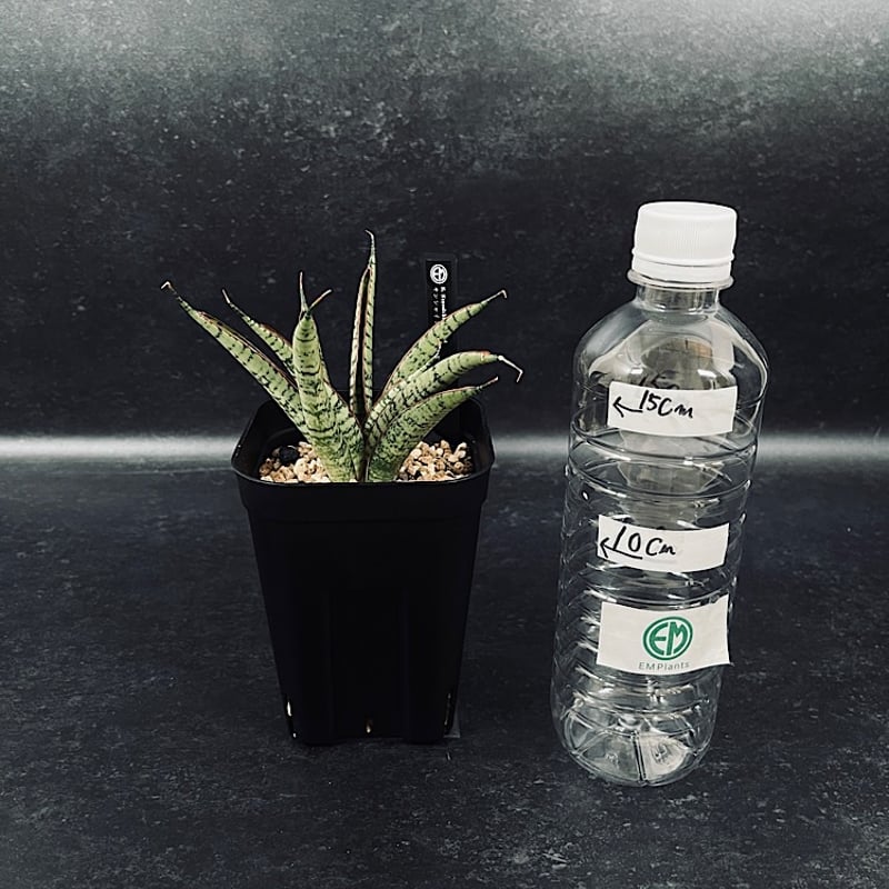 EMP サンスベリア サンシャインエンジェル　 / SA329 EMP サンスベリア サンシャインエンジェル / SA329 - メルカリ