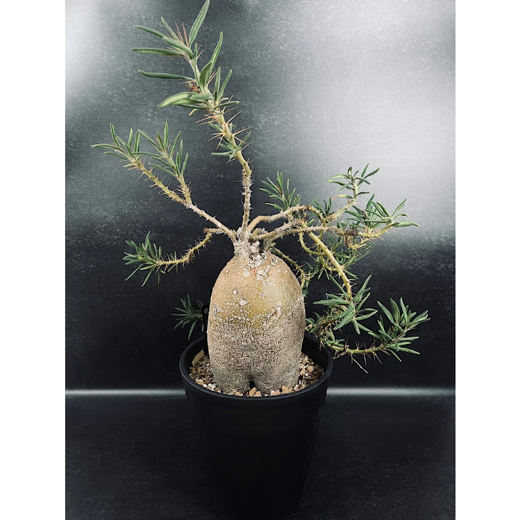 EMP パキポディウム サキュレンタム / Pa80 パキポディウム サキュレンタム 特大「Pachypodium succulentum」Pa81