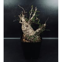 サンセベリア サン ディー 「Sansevieria San Dee」SA320 | EM P