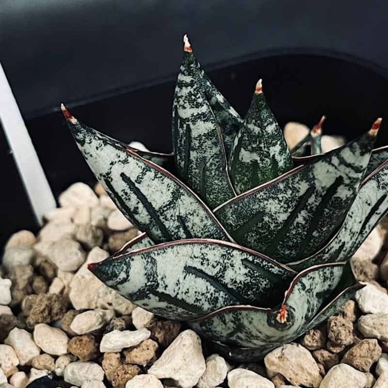 サンセベリア ニアパット ドワーフ 「Sansevieria Niaphat dwarf」 S