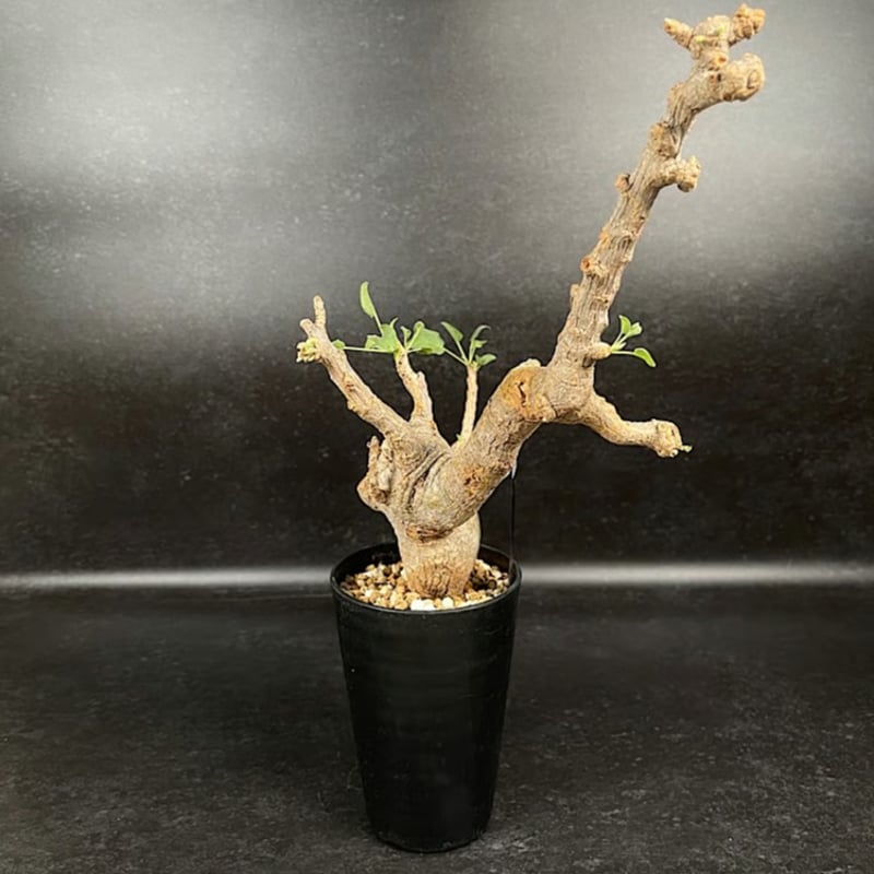 コミフォラ ドレイク ブロックマニー 「Commiphora drakebrockmanii」