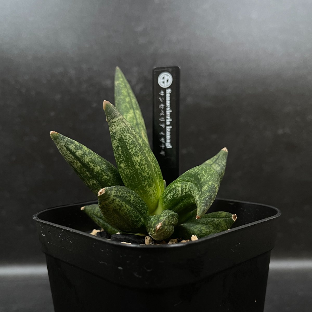 EMP サンセベリア Nok yung / 左が成長イメージ SA419