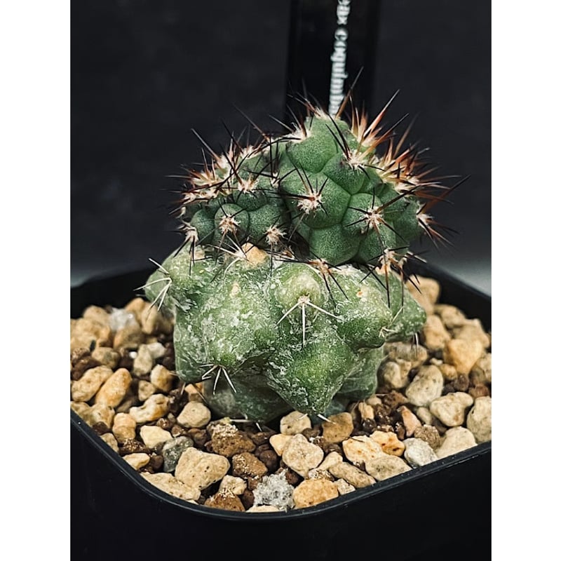 コピアポア 竜爪玉 コピアポア 黒王丸×竜爪玉 実生 CT37 | EM Plants